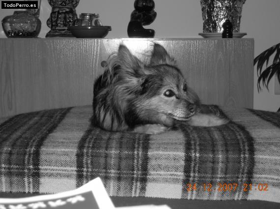 La foto del perro