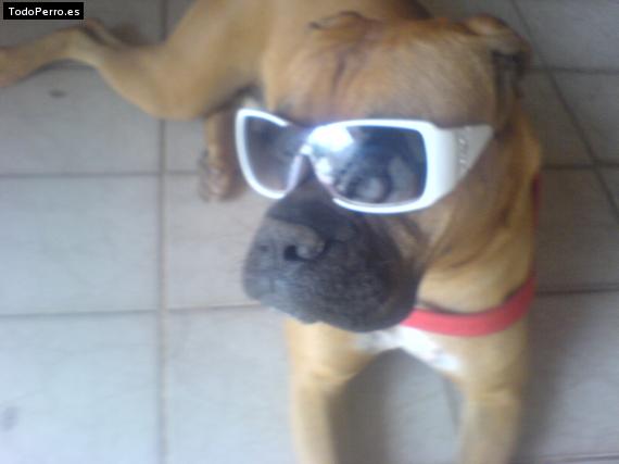 La foto del perro