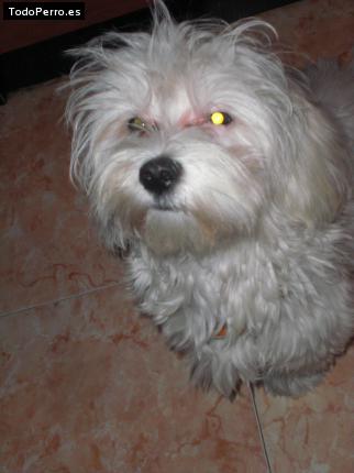 La foto del perro