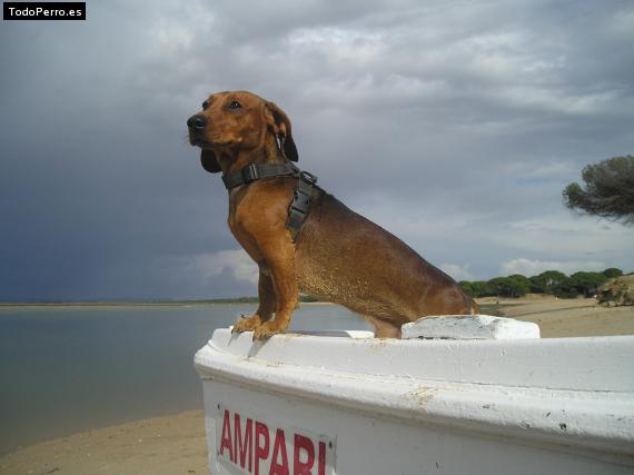 La foto del perro