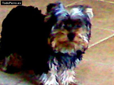 Foto del perro Charlie