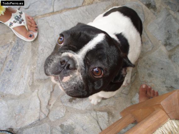 La foto del perro