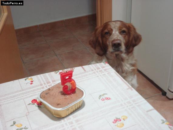 La foto del perro
