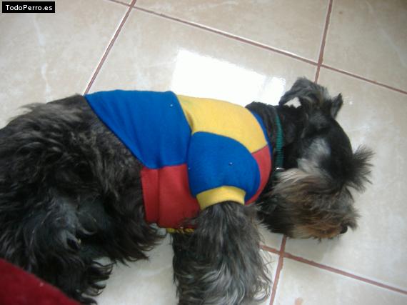 La foto del perro