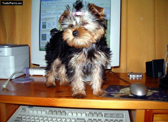 La foto del perro