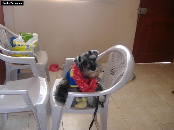 La foto del perro