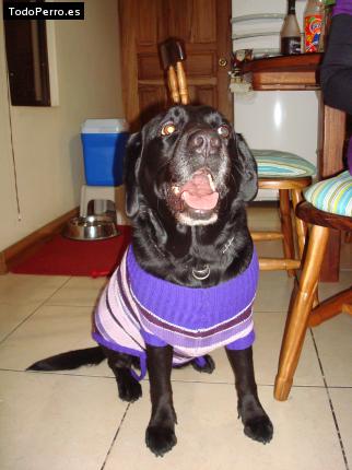 La foto del perro