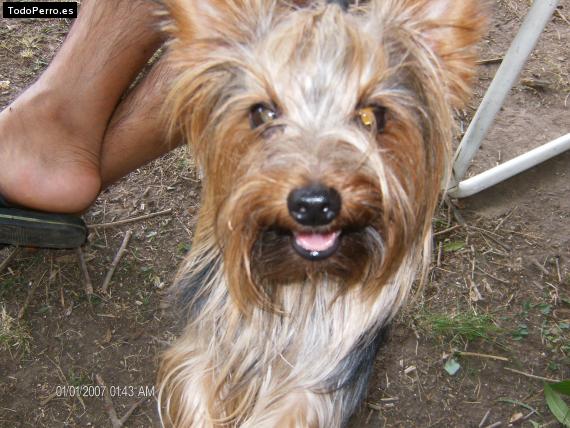 La foto del perro