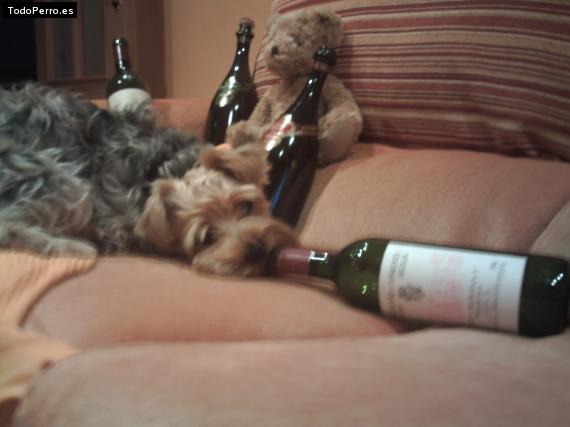 La foto del perro