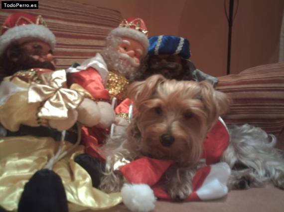 La foto del perro