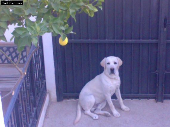 La foto del perro