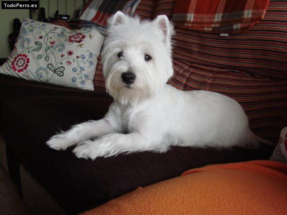 La foto del perro