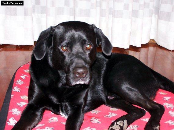 La foto del perro