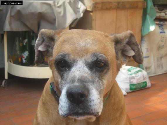 La foto del perro