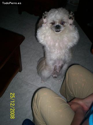 La foto del perro