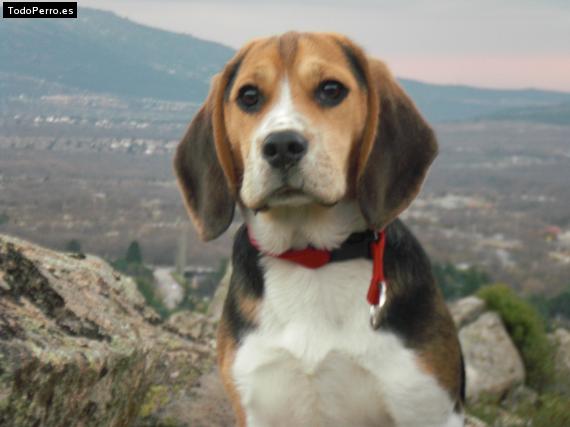 La foto del perro