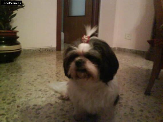 La foto del perro