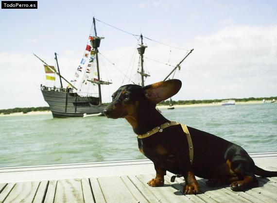 La foto del perro