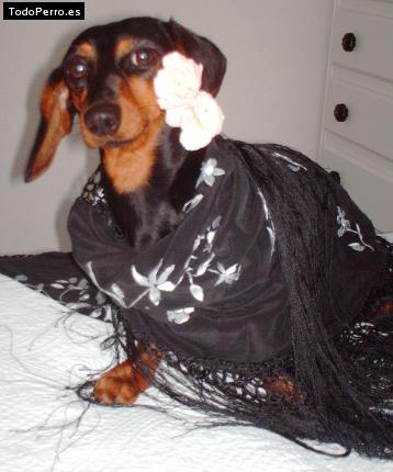 La foto del perro