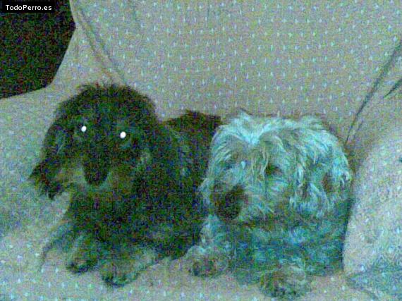 La foto del perro
