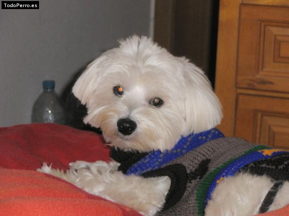 La foto del perro
