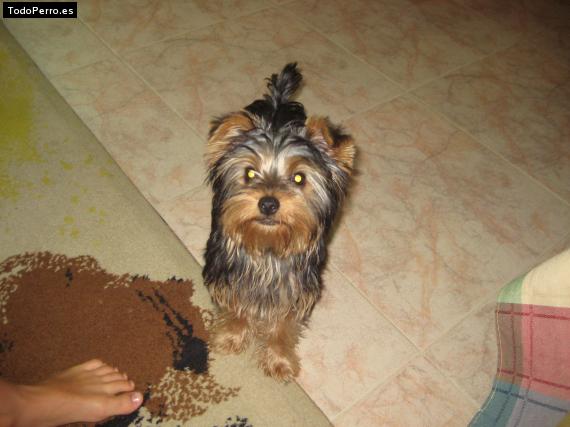 La foto del perro