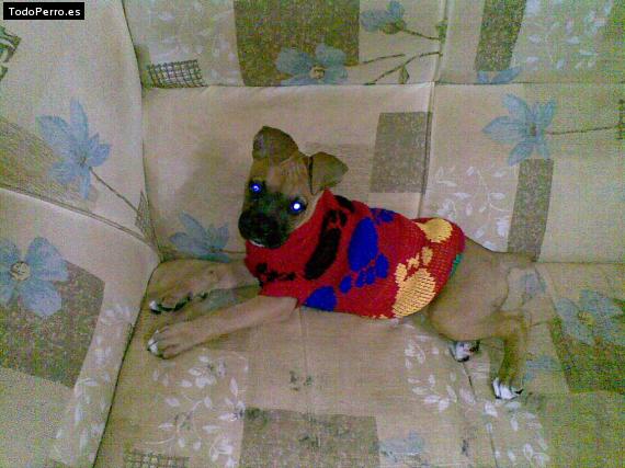 La foto del perro