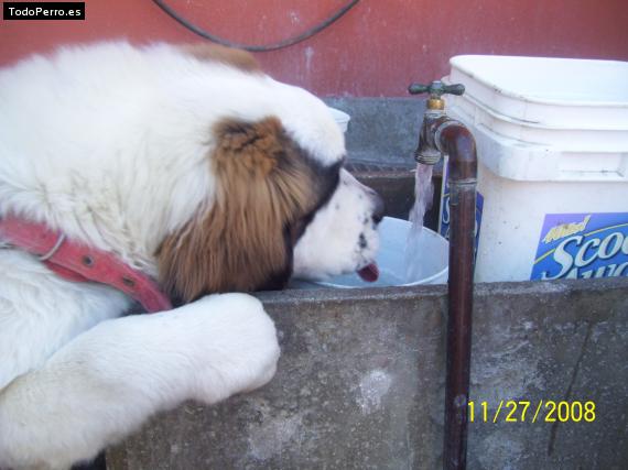 La foto del perro