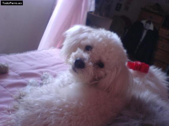 La foto del perro