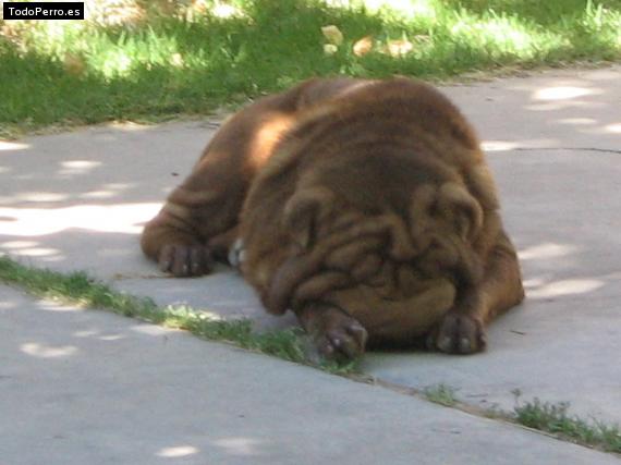 La foto del perro