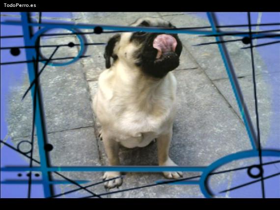 La foto del perro