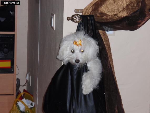 La foto del perro