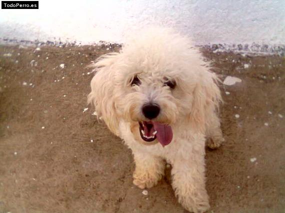 La foto del perro