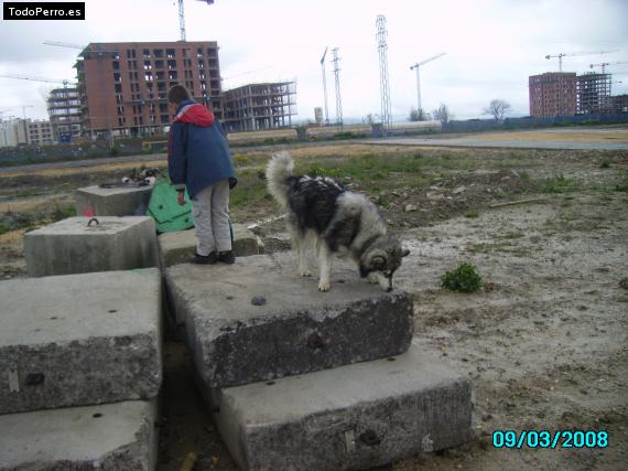 La foto del perro