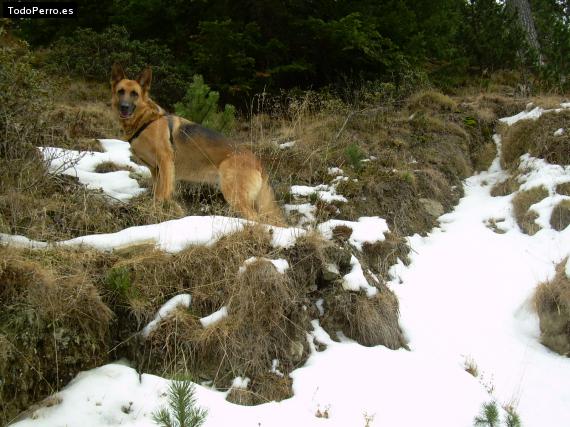 La foto del perro