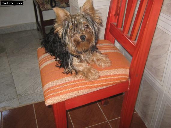 La foto del perro
