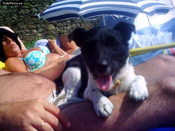 La foto del perro