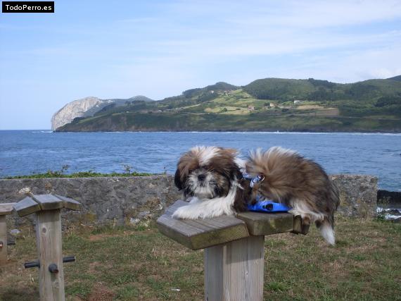 La foto del perro