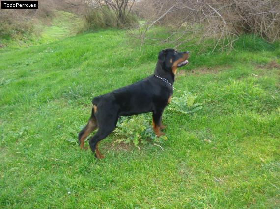 La foto del perro
