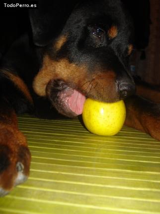 La foto del perro