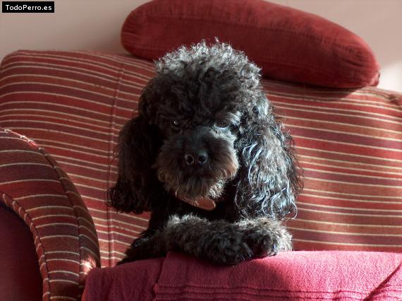 La foto del perro