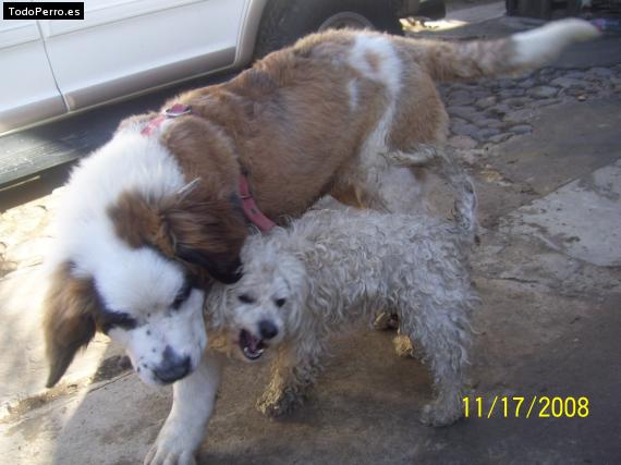 La foto del perro
