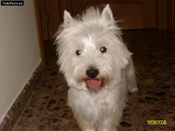 La foto del perro