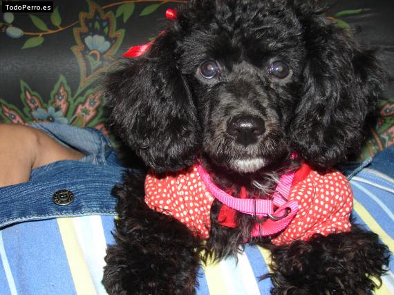 Foto del perro Wanda