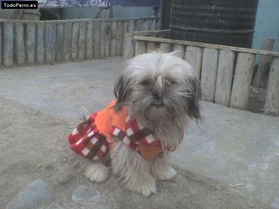 La foto del perro