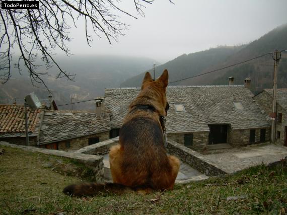 La foto del perro