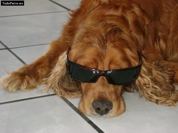 La foto del perro