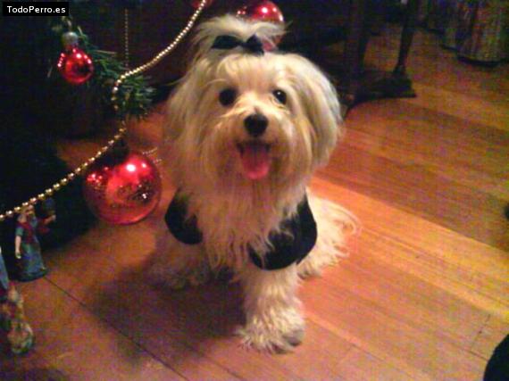 La foto del perro