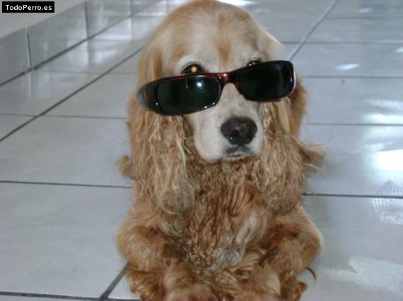 La foto del perro