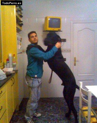 La foto del perro